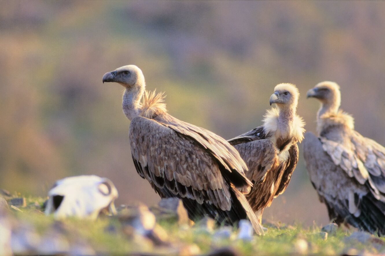 Birding in one of the most ancient European countries  (Birds & Ancient History) -NEW- 